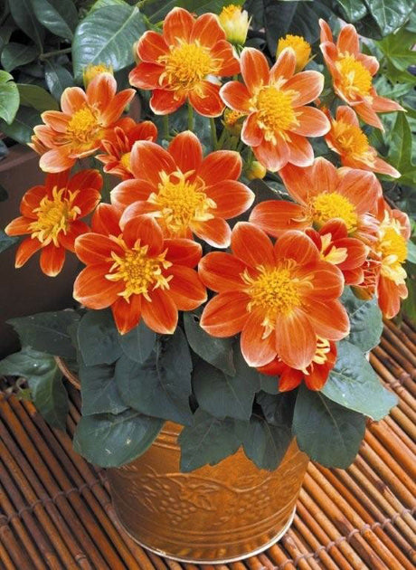 Dahlia ’Golddahlia’ i orange med fransig mitt, kombinerad med sommarljus (Gaura lindheimeri) – månadens blomma i juni för solig, väldränerad rabatt och som snittblomma.