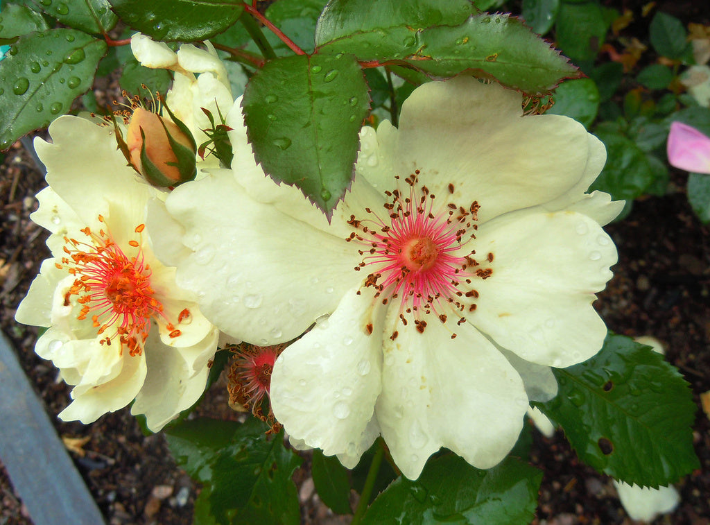 Golden Wings ros – enkel modern buskros med krämgula blommor, citrongula knoppar och långa guldfärgade ståndare (”ögonfransar”) som lockar bin och pollinatörer.