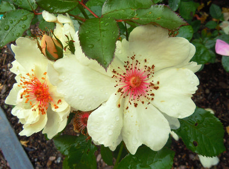 Golden Wings ros – enkel modern buskros med krämgula blommor, citrongula knoppar och långa guldfärgade ståndare (”ögonfransar”) som lockar bin och pollinatörer.