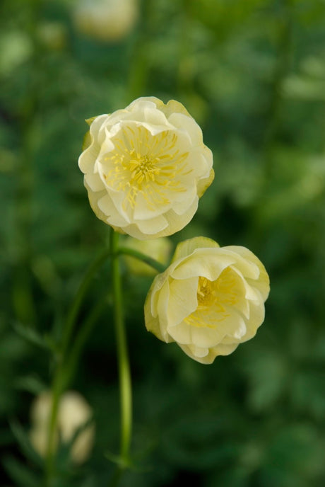 Trädgårdssmörboll Trollius x cultorum ‘Alabaster’ med gräddgula, bulliga blommor – härdig perenn i ranunkelväxter. Trivs i fuktig, mullrik jord i halvskugga vid dammkant; blommar maj–juni, rådjurssäker.