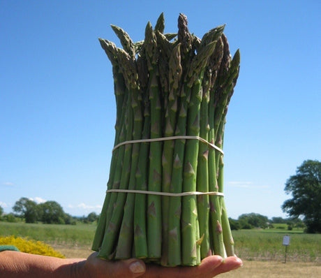 Grön bunt sparris från Österlen Sparris, Österlen i Skåne – svensk Asparagus officinalis; odla sparris i soligt läge och sandjord; sorter Rambo, Gijnlim, Primaverde, Backlim