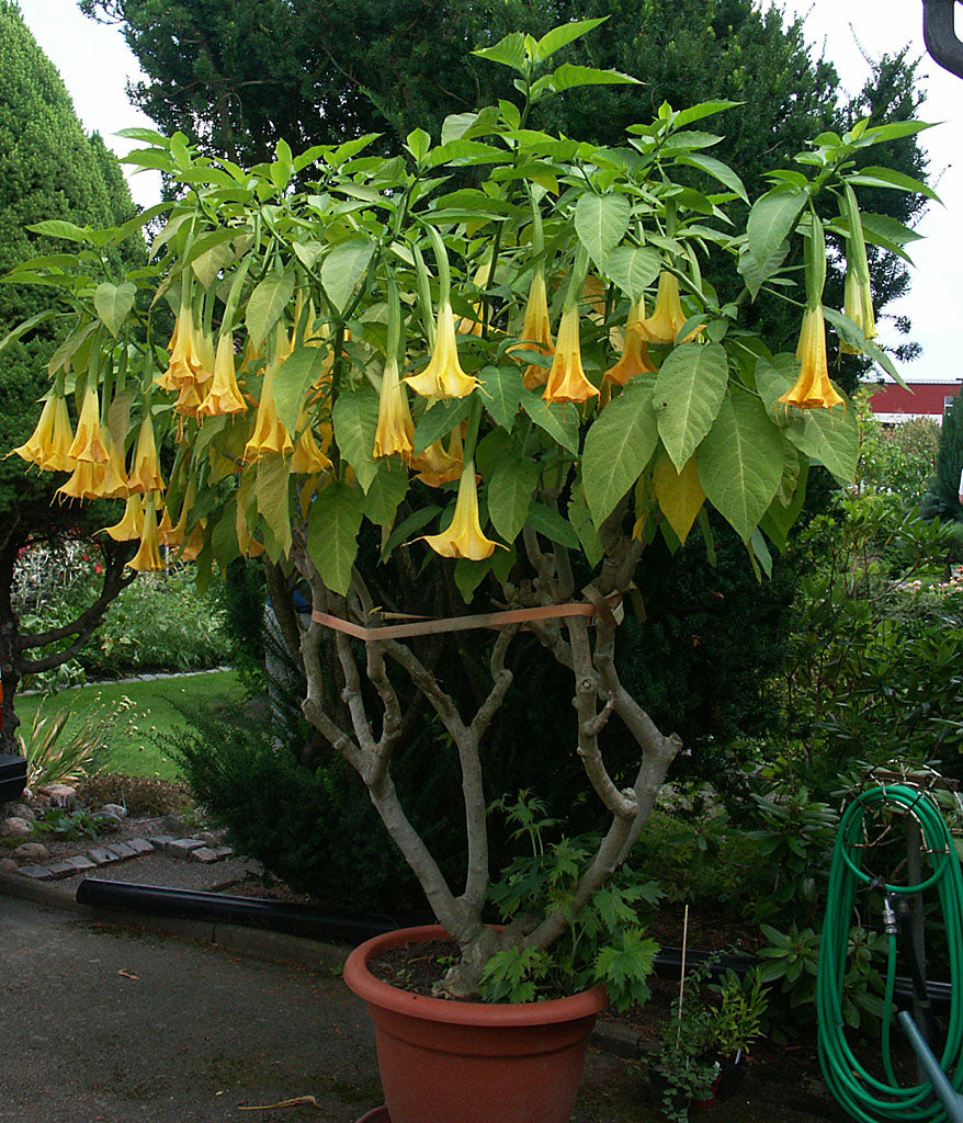 Gul änglatrumpet (Brugmansia) i stor kruka – omplantering i lucker, väldränerad och näringsrik jord, beskärning för blomning, riklig vattning och gödsling, rätt placering och ljus efter övervintring; sticklingar och giftig växt.