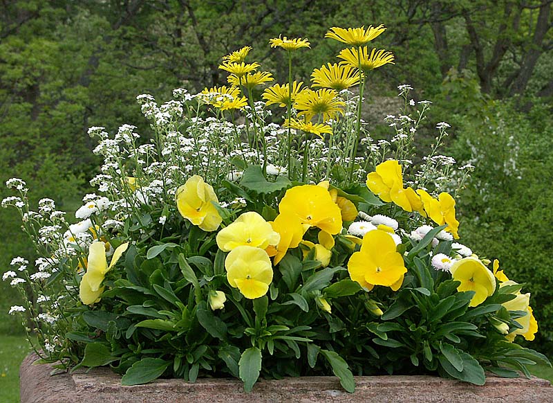 Gulvita penséer (Viola x wittrockiana) – lättskötta, köldtåliga vårblommor för rabatter, krukor och balkonger, Göteborgs botaniska trädgård.