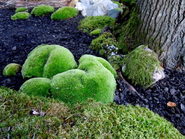 Gunillas mossträdgård med mossbeklädda stenar och stubbar vid sälgträd – ekologisk trädgård med naturlig stenmur i skuggig, fuktig miljö som gynnar biologisk mångfald