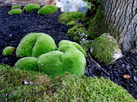 Gunillas mossträdgård med mossbeklädda stenar och stubbar vid sälgträd – ekologisk trädgård med naturlig stenmur i skuggig, fuktig miljö som gynnar biologisk mångfald