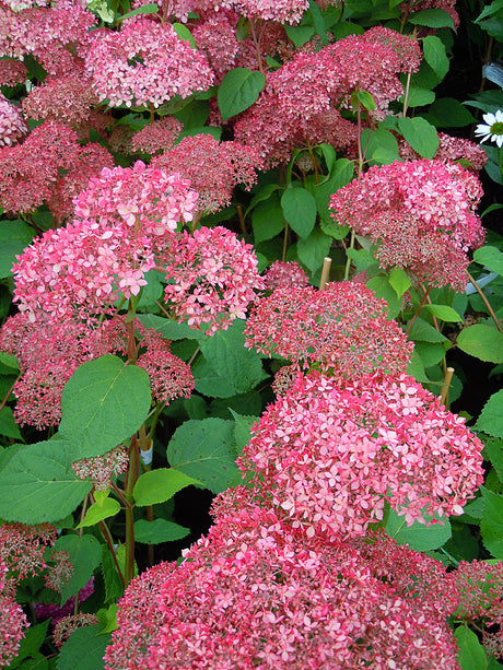 Småblommig vidjehortensia Hydrangea arborescens 'Invincibelle Spirit' (The Pink Annabelle) med purpurrosa–pastellrosa blommor, kompakt växtsätt, lång blomning; sur jord, sol–halvskugga.