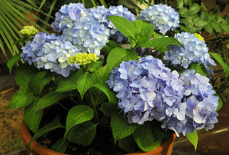 Endless Summer hortensia Hydrangea macrophylla 'The Original' – blå trädgårdshortensia som blommar på fjolårsskott och årsskott; sur jord, minimal beskärning, vintertäckning