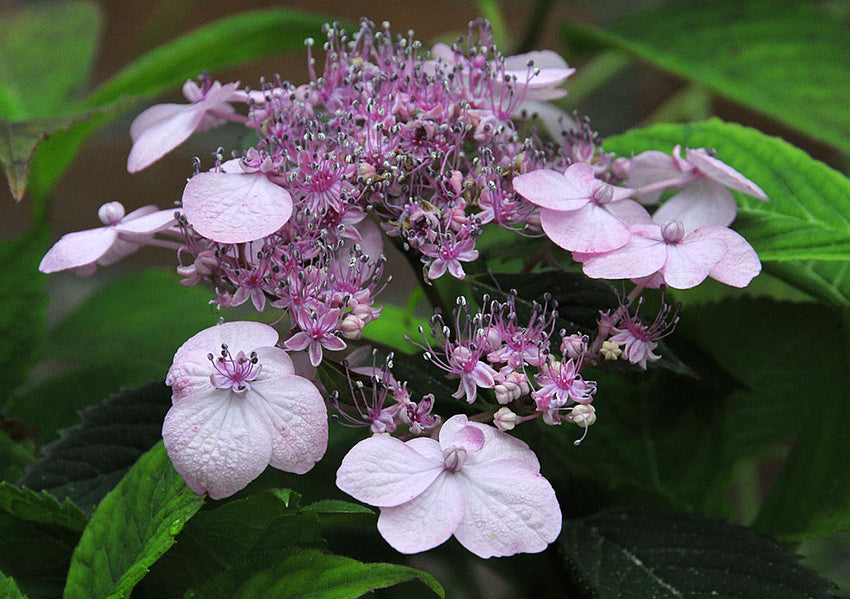 Purpurhortensia Hydrangea serrata 'Woodlander' – rosa hortensia med vacker höstfärg på utställning i Trädgårdsföreningen, Göteborg.