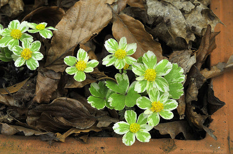 Gullflocka (Hacquetia epipactis) – skuggtålig lundväxt och vårblomma i romantiskt woodland på Orangeriet, Sofiero; utställningen Hannu gör vår i Helsingborg.