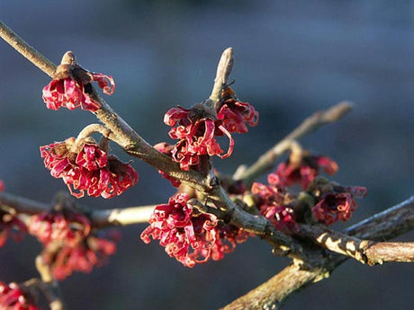 Trollhassel (Hamamelis x intermedia 'Diane') i blom på bar kvist under vårvintern – rödorange, doftande, snirkliga blommor; perfekt som drivkvistar i vas.