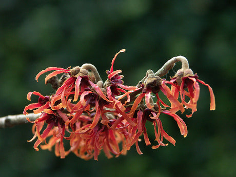 Hybridtrollhassel Hamamelis x intermedia 'Diane' i full blom - rödblommande, doftande vinterblommare som blommar på bar kvist dec-apr; härdig zon 2-3 för färgstark vinterträdgård.