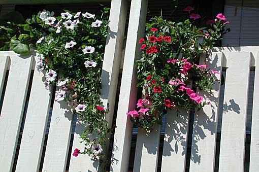 Hängpetunior på balkongen i ampel – balkongodling med lätta krukor och självvattnande kärl för blomstrande grönska på liten balkong; sommarblommor, kryddor och klätterväxter.