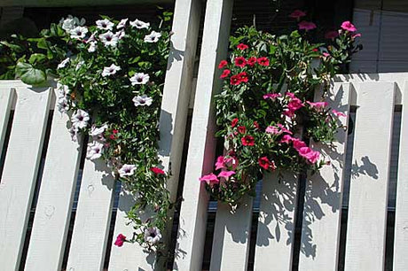 Hängpetunior på balkongen i ampel – balkongodling med lätta krukor och självvattnande kärl för blomstrande grönska på liten balkong; sommarblommor, kryddor och klätterväxter.