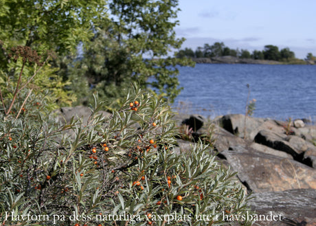 Havtorn (Hippophae rhamnoides) i Upplands havsband – gyllene superbär rika på C-vitamin och antioxidanter; vindtålig odling i soligt, sandig, väldränerad jord.
