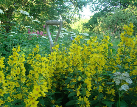 Guide: dela perenner – vårblommande vs höstblommande; bästa tid på våren/hösten, steg för steg delning och plantering, rotsystem (ej pålrot); exempel astilbe, näva, daglilja, kärleksört och rudbeckia.