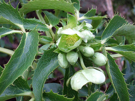 Grönblommande julros, Helleborus argutifolius, med dekorativa knoppar – vinterblommande och tålig växt som förgyller vinterträdgården med lång blomning.