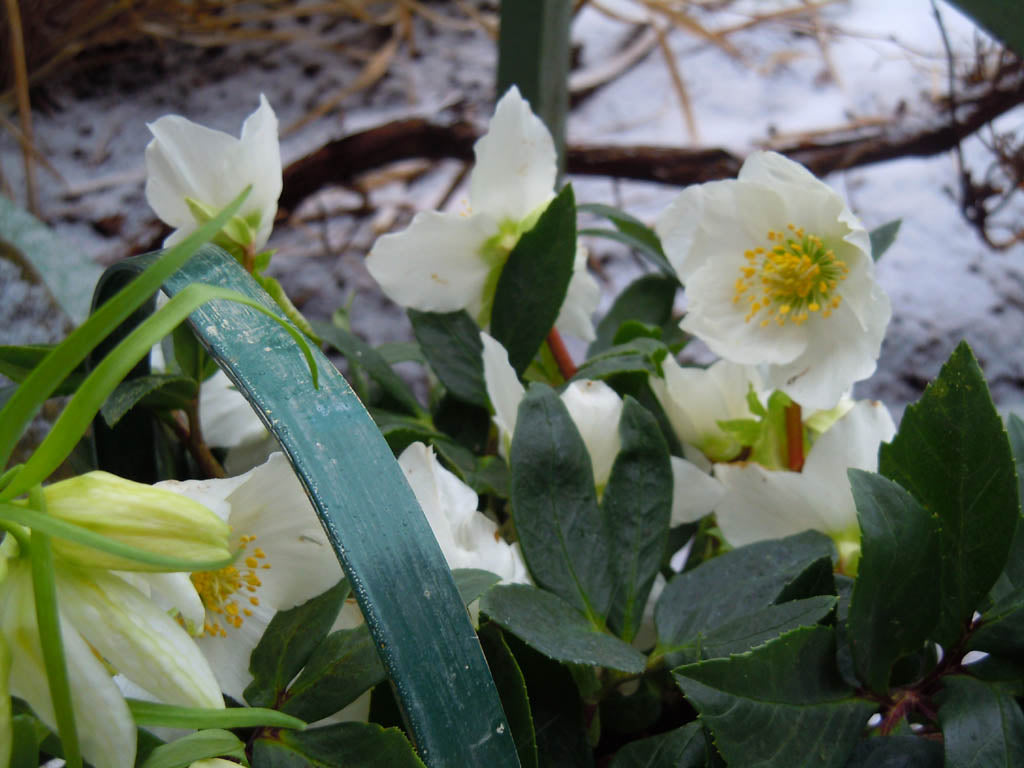 Julros (Helleborus niger) – vinterblommande perenn med vita blommor och vintergröna blad i svensk trädgård; skötsel: ljus till halvskugga, humusrik fuktig jord