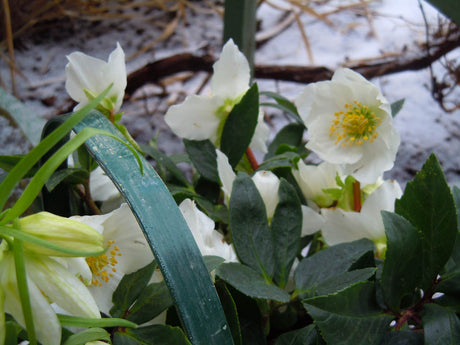 Julros (Helleborus niger) – vinterblommande perenn med vita blommor och vintergröna blad i svensk trädgård; skötsel: ljus till halvskugga, humusrik fuktig jord