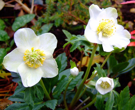 Vit julros, Helleborus niger – vinterblommande perenn med vita blommor och gula ståndare i halvskugga. Odlas i södra Sverige i mullrik, kalkrik, väldränerad jord; skydda mot barfrost. Giftiga rötter.