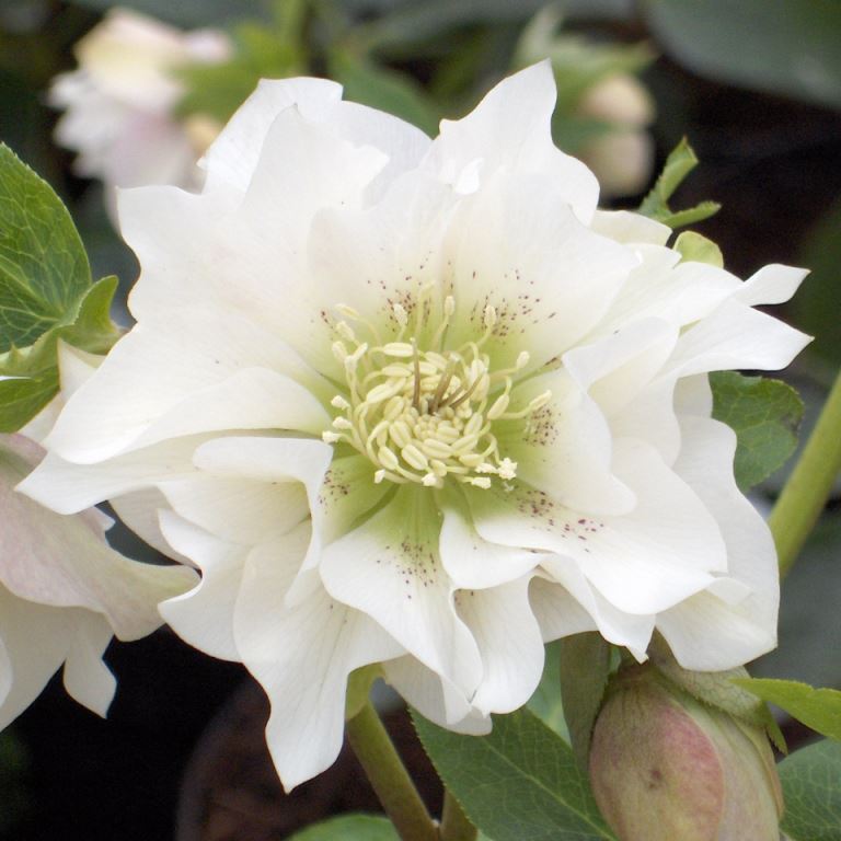Julros Helleborus x hybridus (Helleborus orientalis) ’Double Ellen White’ – vit dubbelblommande sort i Double Ellen-serien; vinter/tidig vår-blomning; trivs i halvskugga i kalkrik, mullrik och väldränerad jord; giftig perenn i ranunkelväxter.