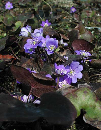 Blåsippa (Hepatica nobilis) fridlyst i Sverige – skyddad vårblomma; fridlysning enligt miljöbalken och Naturvårdsverket, plockning och uppgrävning regleras av Länsstyrelsen.