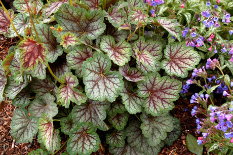 Alunrot, Heuchera 'Green Spice' – lättskött perenn med mönstrade grågröna blad och purpurfärgade bladnerver, passar i rabatt och kruka i halvskugga till skugga; undvik stark sol