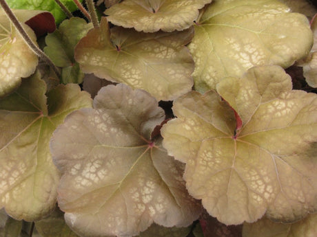 Alunrot Heuchera 'Brown Sugar' – perenn i dämpad färgskala med silverskimmer, beige–ljusbruna blad och mörkröd undersida, skira rosa blommor, ideal i sol–halvskugga och höstplanteringar.