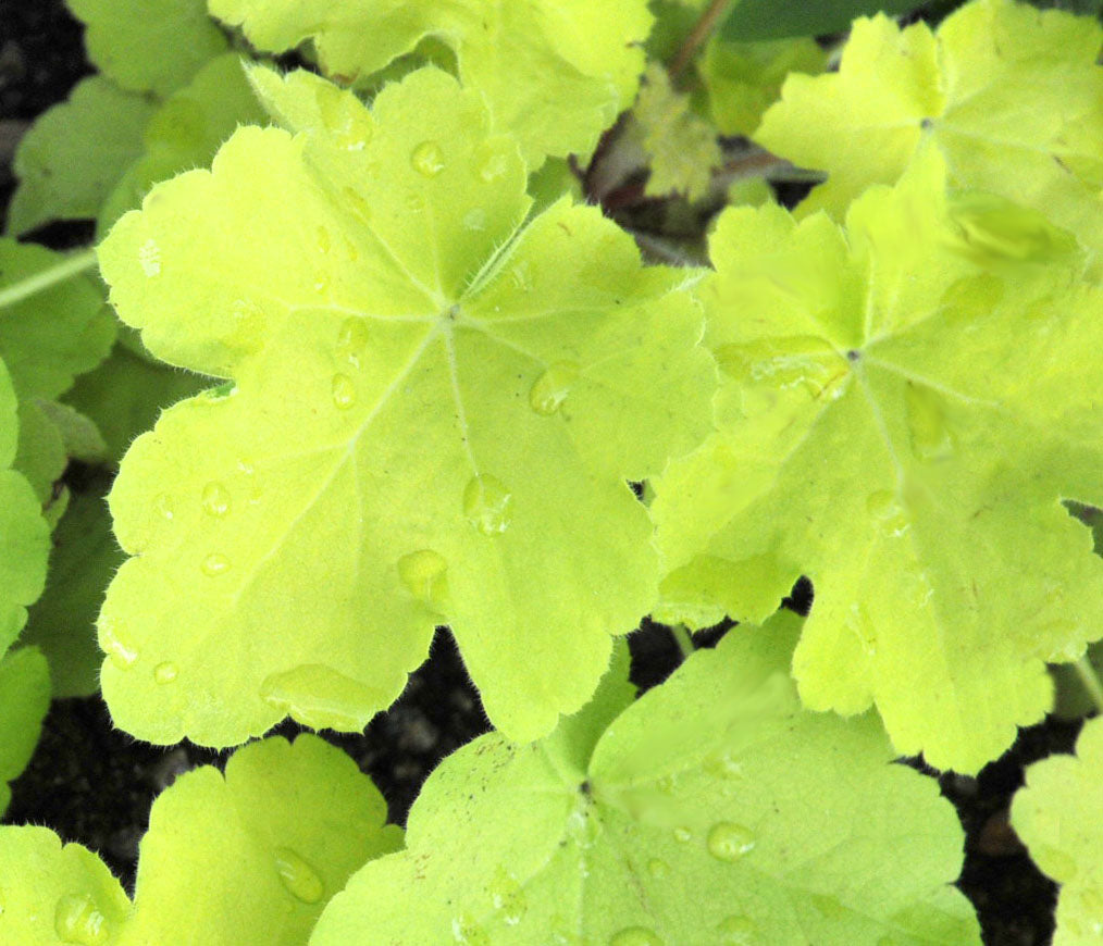Alunrot (Heuchera) 'Citronella' med limegula, dekorativa blad i bladrosett; lättodlad perenn för rabatt och kruka, trivs i halvskugga i väldränerad jord, blommar juni–juli.