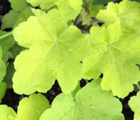 Alunrot (Heuchera) 'Citronella' med limegula, dekorativa blad i bladrosett; lättodlad perenn för rabatt och kruka, trivs i halvskugga i väldränerad jord, blommar juni–juli.