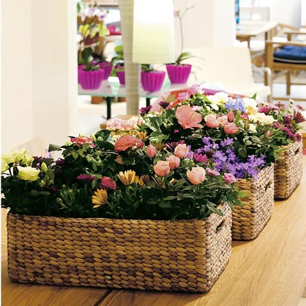 Färgstark hibiskus i solig mobil trädgård – flexibelt blomsterarrangemang i flyttbar korg/zinkbalja för balkong och uterum med solälskande sommarblommor.