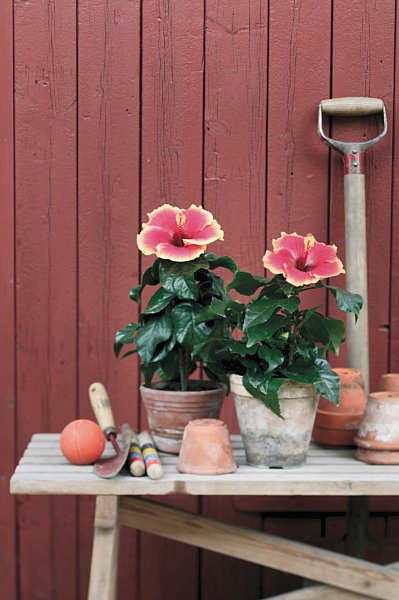 Färgsprakande hibiskus (Hibiscus rosa-sinensis) i kruka – vårens krukväxt som lyfter inomhusmiljön, skapar medelhavsstämning och trivs ljust och varmt på terrassen eller i uterum med regelbunden vattning och gödning.