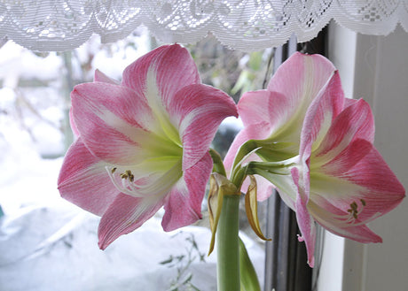 Amaryllis Hippeastrum 'Apple Blossom' i blom på glasveranda; rottingmöbler och blombänkar visar klassisk svensk veranda/punschveranda för övervintring av krukväxter.