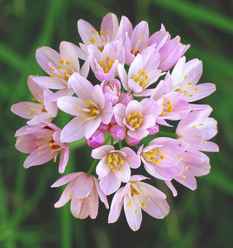 Allium 'Mount Everest' och Allium roseum (rosenlök) i perennrabatt – vita blomklot och rosaskira klasar. Lättskötta höstlökar för sol/halvskugga i väldränerad jord; lockar bin och fjärilar, ratas av rådjur.