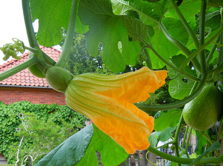 Honblomma på squash med fruktämne – lär dig skilja hon- och hanblommor, åtgärda brist på pollinering (bina/insekter), handpollinera i växthus och få bättre fruktsättning på squash och pumpa