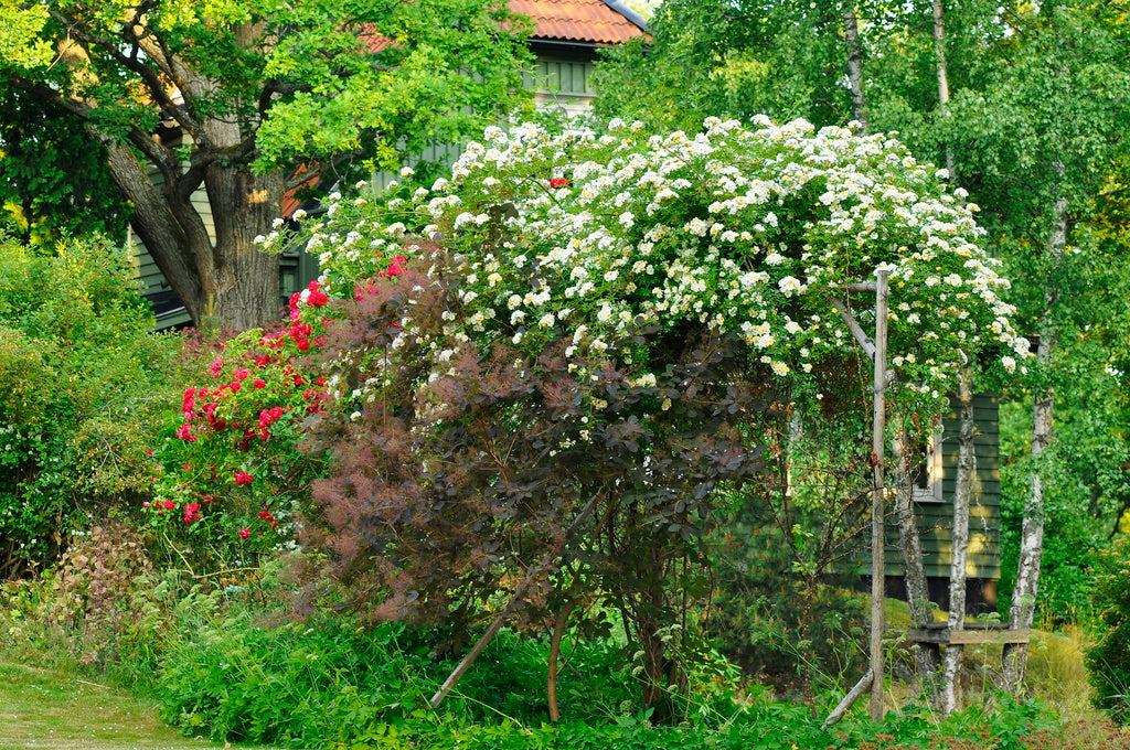 Honungsros (Rosa helenae) klätterros på enkel ställning med röda ’Flammentanz’; lummigt växtsätt, rik doftande blomning och perukbuske i förgrunden.
