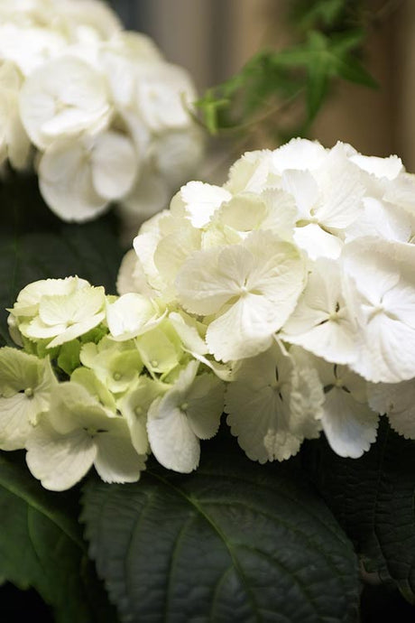 Hortensia (Hydrangea macrophylla) i kruka – skötselråd: riklig vattning, jämn fukt, halvskugga, sur rhododendronjord och lågt pH för blå sorter.