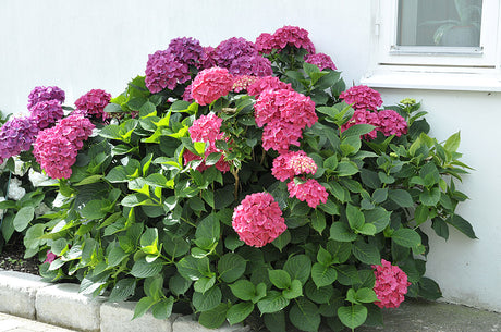 Hortensia (Hydrangea macrophylla) i full blom – trädgårdshortensia med ursprung i Japan och Kina; odling och skötsel i europeiska och nordiska trädgårdar; blomfärg beroende på jordens pH.