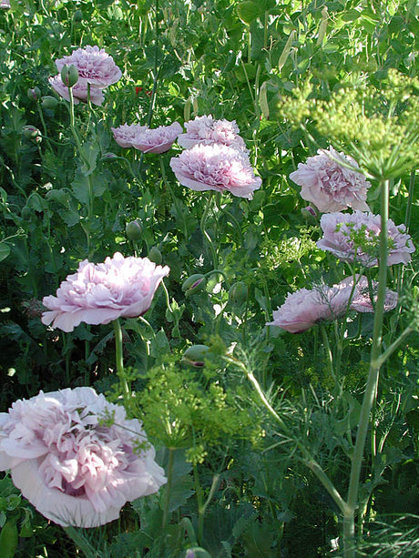 Blekrosa pionvallmo i potager/köksträdgård hos Anette i Boäng – odla egna grönsaker och kryddor hållbart i upphöjda bäddar/pallkragar med ätbara blommor