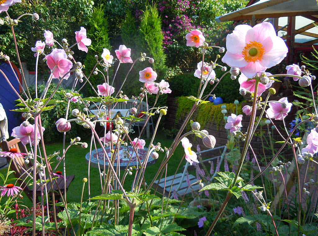 Höstanemon (Anemone hupehensis 'September Charm') blommar i september – perenn höstblomma för höstträdgård som ger färg och struktur, idealisk för höstplantering.