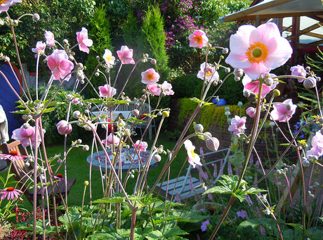 Höstanemon (Anemone hupehensis 'September Charm') blommar i september – perenn höstblomma för höstträdgård som ger färg och struktur, idealisk för höstplantering.