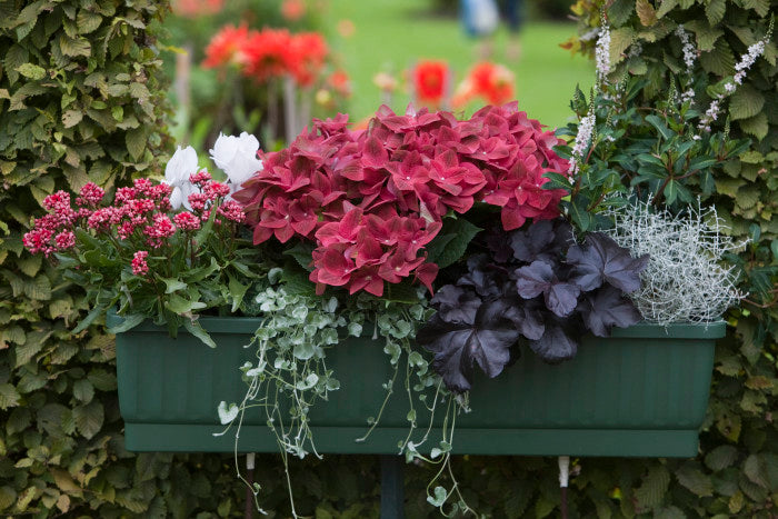 Höstfägring i balkonglåda: sensommar- och höstplantering med prydnadsgräs, alunrot, ljung, sedum, cyklamen och silvergirland – härdiga växter för frosttålig balkong.