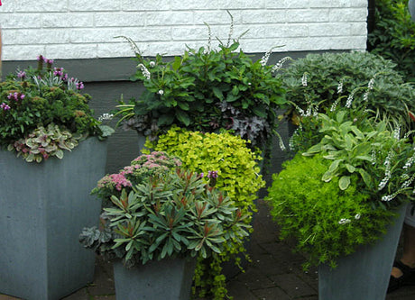 Höstglädje – inspiration till höstkrukor: krukplantering med sommarcypress, alunrot (Heuchera ’Marmalade’), johannesört, Sedum ’Lemon Ball’, Miscanthus-prydnadsgräs och höstaster.