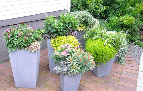 Höstglädje – inspirerande höstkrukor och krukplanteringar med färgstarka blad från Hörnhems i Kristianstad: Ajuga 'Mahogany', Heuchera 'Creme Brulée', Sedum 'Lemon Ball', Perovskia 'Blue Spire', Carex och Pennisetum 'Hameln'.