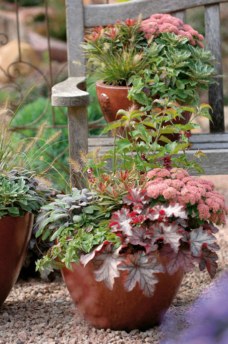 Höstplantering i kruka med prydnadsgräs, alunrot, aster och kärleksört – inspiration Höstfägring® och Höstglädje™ för krukor och balkonglådor med gråbladiga växter.