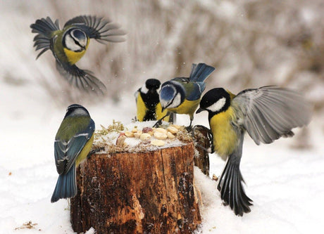 Vinterfåglar vid fågelbord – talgoxe och blåmes i huggsexa kring talgbollar och solrosfrön; mata fåglar på vintern i trädgården med näringsrik fröblandning, vatten och skydd nära buskar och träd.