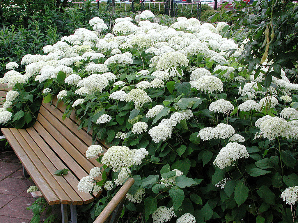 Hydrangea arborescens ’Annabelle’ – hortensia som illustrerar korrekt växtnamn: släktnamn (genus), artnamn (species) och sortnamn (cultivar, fantasinamn).