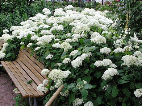 Hydrangea arborescens ’Annabelle’ – hortensia som illustrerar korrekt växtnamn: släktnamn (genus), artnamn (species) och sortnamn (cultivar, fantasinamn).