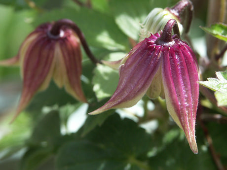 Småblommig klematis ur Atragene-Gruppen – alpklematis/kronklematis, härdig och lättskött, rik vårblomning och dekorativa fröställningar; beskärningsgrupp 1, passar kruka, zon 4–5.