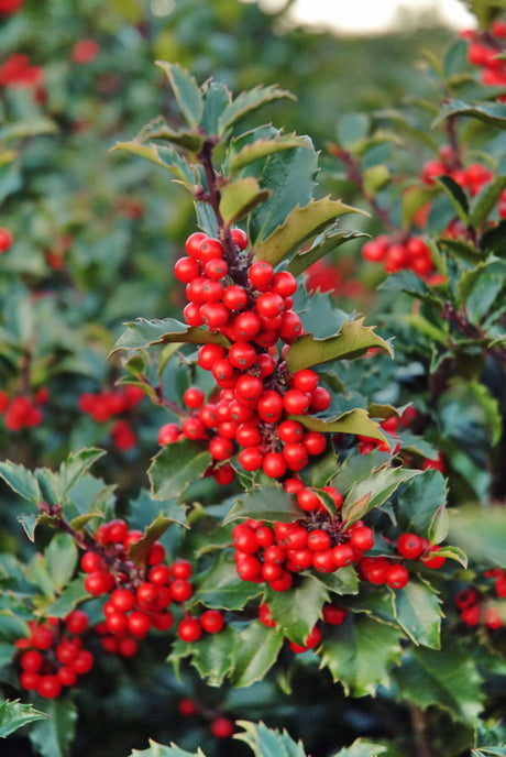 Järnek (Ilex aquifolium), kristtorn med glänsande taggiga blad och röda bär – vintergrön prydnadsväxt/blå järnek (Ilex × meserveae) för odling i Sverige som häck eller solitär, härdig i växtzon 1–4(6).