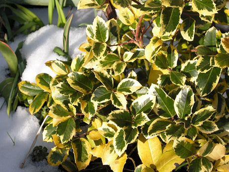 Järnek Ilex ‘Golden Boy’ i snön – städsegrön buske som ger vintergrönska och insynsskydd året om; exempel på städsegröna växter jämfört med vintergröna som liguster.
